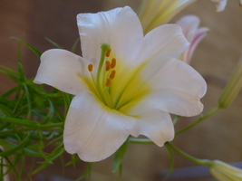 Foto: Dr. Peter Müller